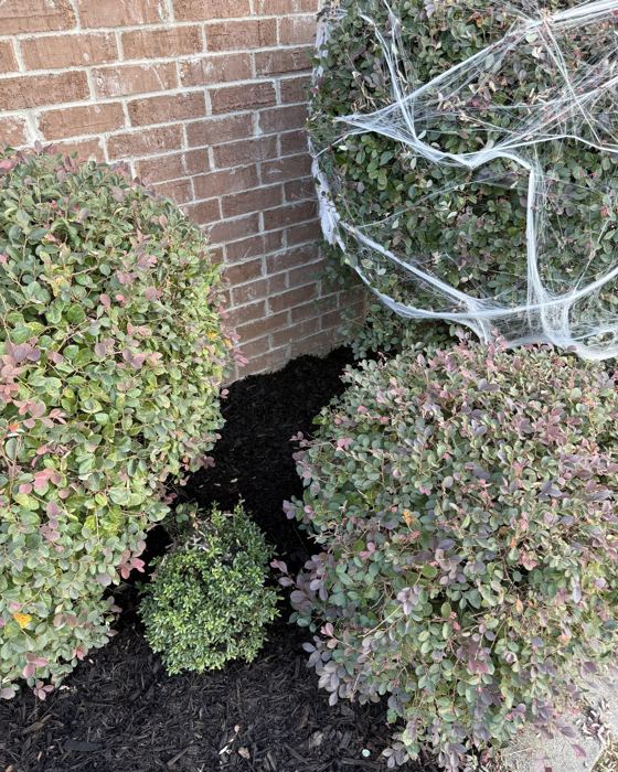 After: Bush and bed glow-up