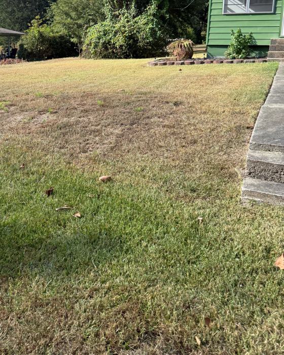 Before: Front yard fresh cut