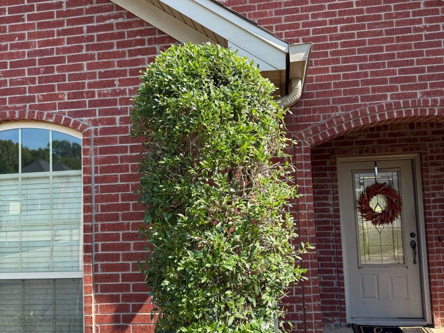 Bush & Shrub Trimming in Benton, AR