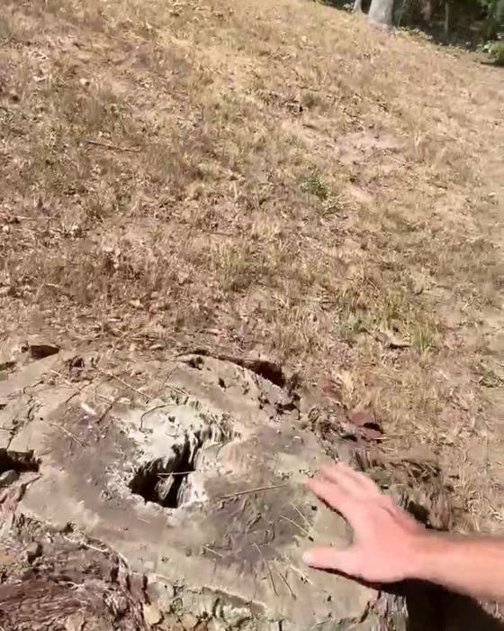 A rotten stump we were called out to